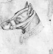 lovely study of a muzzle 1420-1450, italian